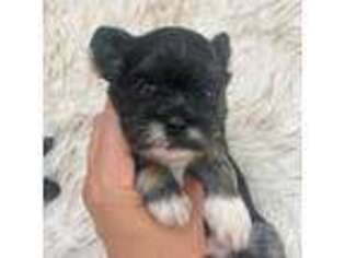 Mal-Shi Puppy for sale in New Windsor, NY, USA