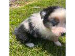 Australian Shepherd Puppy for sale in Calhoun, GA, USA