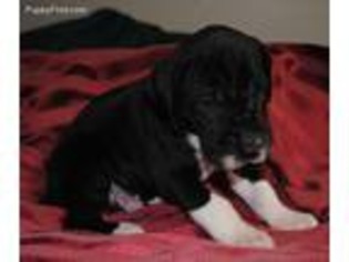 Great Dane Puppy for sale in Mount Sterling, KY, USA