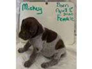 German Shorthaired Pointer Puppy for sale in Fremont, NE, USA