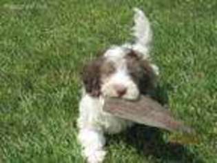 Havanese Puppy for sale in Dundee, NY, USA