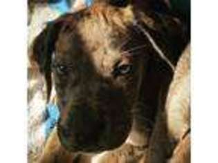 Mastiff Puppy for sale in Millbrook, NY, USA