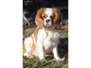 Cavalier King Charles Spaniel Puppy for sale in Crocker, MO, USA