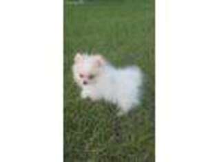 Pomeranian Puppy for sale in Ravenna, TX, USA