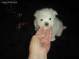 Maltese Puppy for sale in COLUMBIA, KY, USA