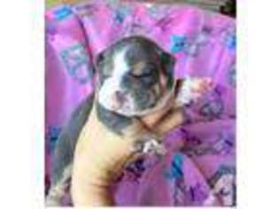 Bulldog Puppy for sale in NORTHRIDGE, CA, USA