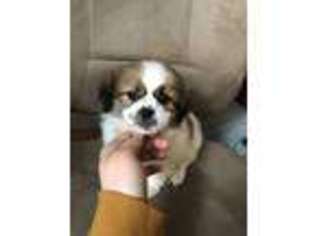 Shinese Puppy for sale in Washington, DC, USA