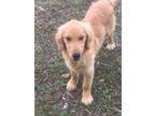 Golden Retriever Puppy for sale in Dighton, MA, USA
