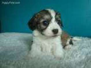 Cavachon Puppy for sale in Sugarcreek, OH, USA