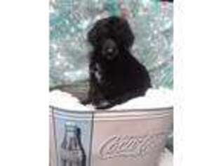 Mutt Puppy for sale in Elk City, OK, USA