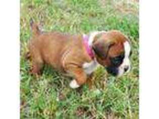 Boxer Puppy for sale in Luling, TX, USA