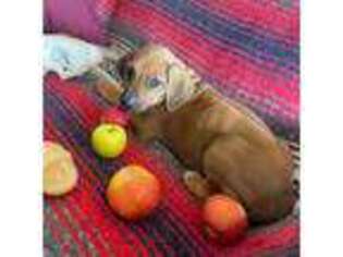Rhodesian Ridgeback Puppy for sale in Taos, NM, USA