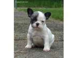 French Bulldog Puppy for sale in Bloomingdale, OH, USA