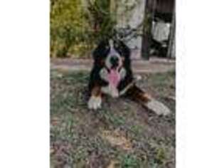 Bernese Mountain Dog Puppy for sale in Three Rivers, MI, USA