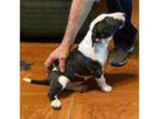 Bull Terrier Puppy for sale in Reddick, FL, USA