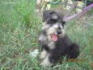 Mutt Puppy for sale in Everton, AR, USA