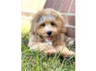 Goldendoodle Puppy for sale in Georgetown, KY, USA