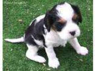 Cavalier King Charles Spaniel Puppy for sale in Warren, OH, USA