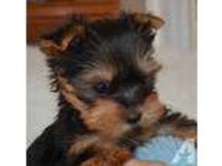 Yorkshire Terrier Puppy for sale in GREENBRIER, TN, USA