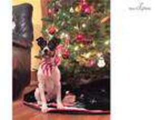 Rat Terrier Puppy for sale in Ames, IA, USA