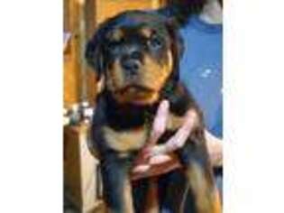 Rottweiler Puppy for sale in Marion, IL, USA