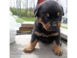Rottweiler Puppy for sale in Boston, MA, USA