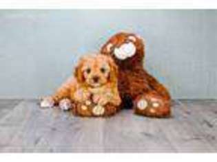 Cavapoo Puppy for sale in Cincinnati, OH, USA