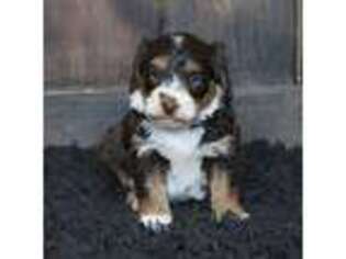 Greater Swiss Mountain Dog Puppy for sale in Rock Valley, IA, USA