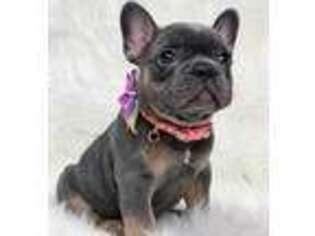 French Bulldog Puppy for sale in Pembroke Pines, FL, USA