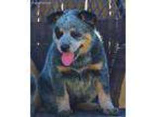 Medium Photo #1 Australian Cattle Dog Puppy For Sale in New Braunfels, TX, USA