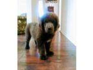 Newfoundland Puppy for sale in Waconia, MN, USA