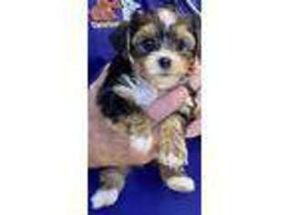 Yorkshire Terrier Puppy for sale in Bethel, PA, USA