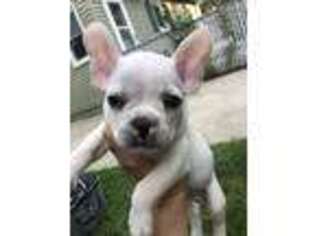 Mutt Puppy for sale in Willmar, MN, USA