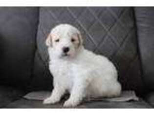 Mutt Puppy for sale in Plymouth, UT, USA