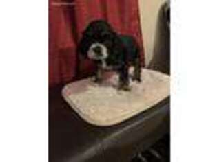 Cocker Spaniel Puppy for sale in Raleigh, NC, USA