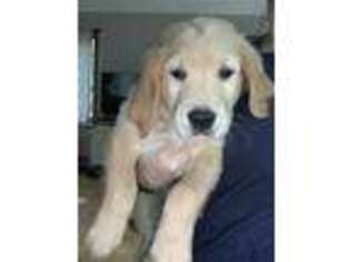 Golden Retriever Puppy for sale in Southington, CT, USA