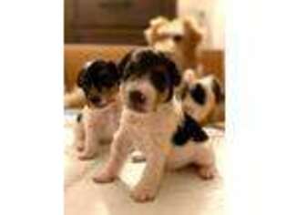 Mutt Puppy for sale in Feasterville Trevose, PA, USA