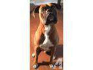 Boxer Puppy for sale in LINDEN, CA, USA