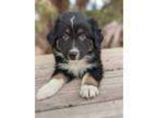 Australian Shepherd Puppy for sale in Snowflake, AZ, USA