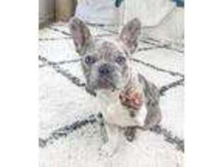 French Bulldog Puppy for sale in Macon, MO, USA
