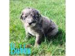 Mutt Puppy for sale in Toddville, IA, USA