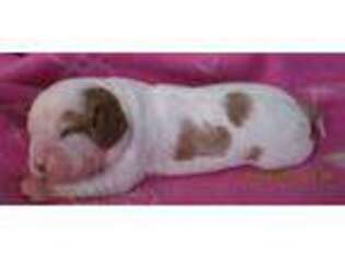 Cavalier King Charles Spaniel Puppy for sale in Humansville, MO, USA