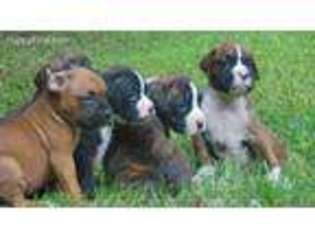 Boxer Puppy for sale in Huntingdon, PA, USA