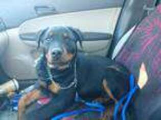 Rottweiler Puppy for sale in Gainesville, FL, USA