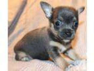 Chihuahua Puppy for sale in VANCOUVER, WA, USA