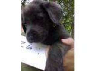 Labrador Retriever Puppy for sale in Clayton, NY, USA