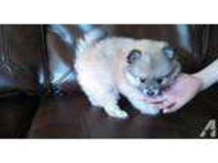 Pomeranian Puppy for sale in FALLON, NV, USA