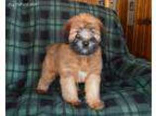 Soft Coated Wheaten Terrier Puppy for sale in Pillager, MN, USA