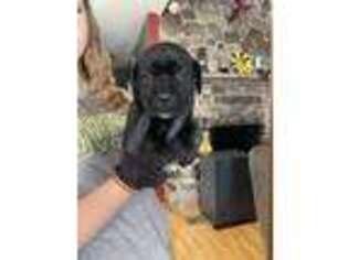 Medium Photo #1 Cane Corso Puppy For Sale in Romney, WV, USA