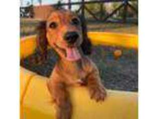 Dachshund Puppy for sale in Pflugerville, TX, USA